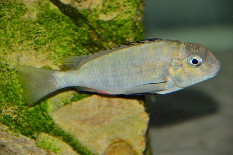 Pseudosimochromis babaulti 'Shanshete'
